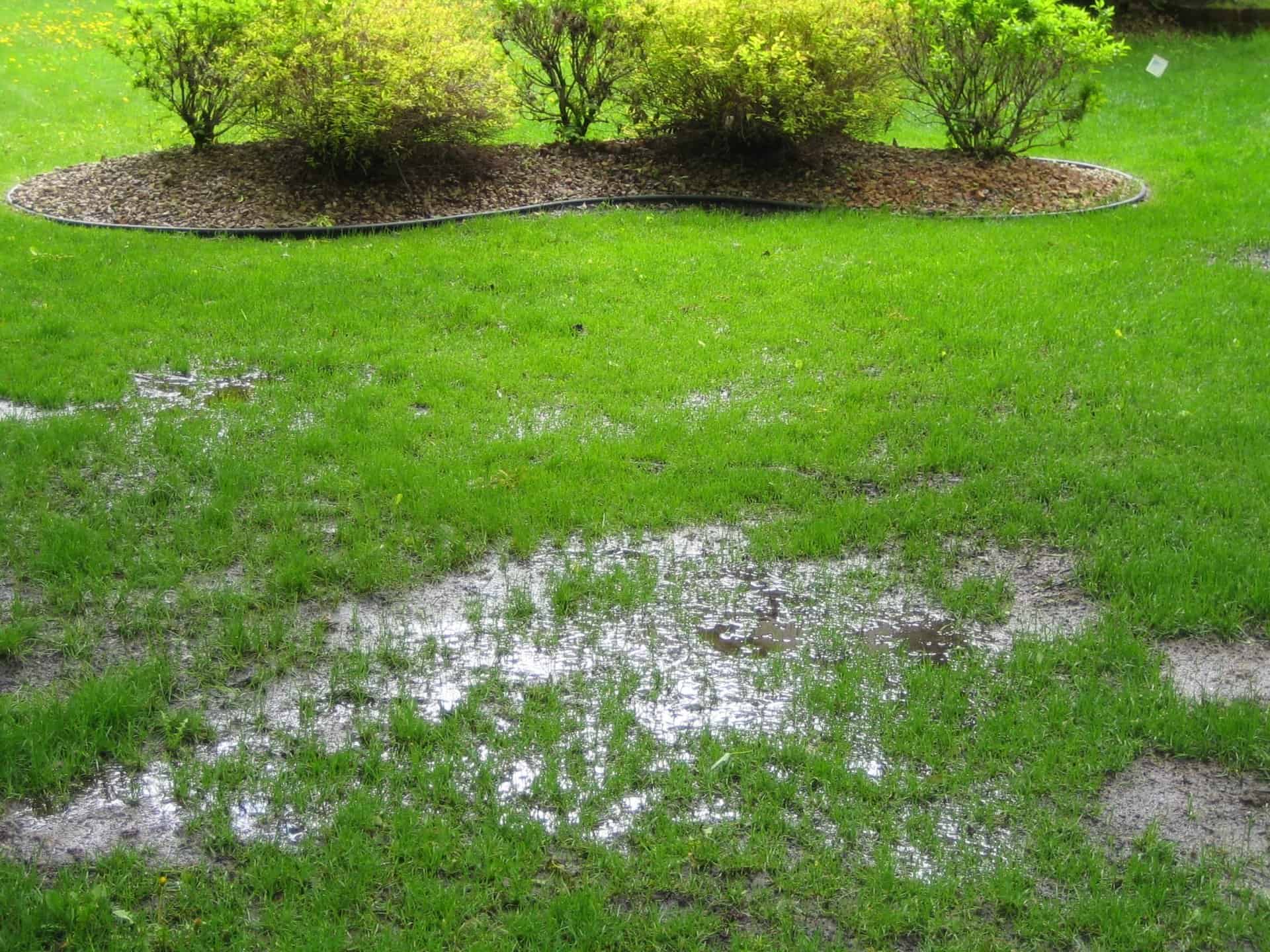 Pooling water on lawn indicating potential septic system failure